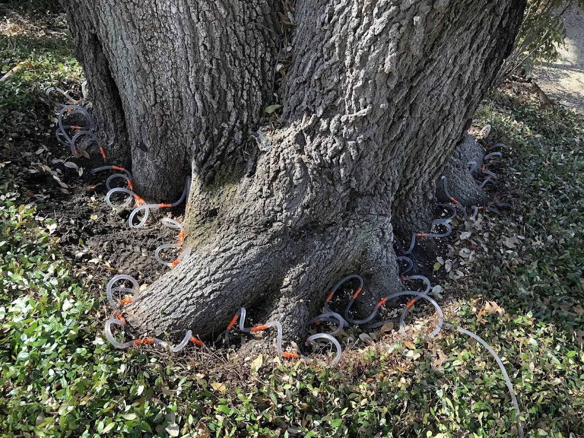 Detailed Tree Cabling and Bracing job site in Sunland Park