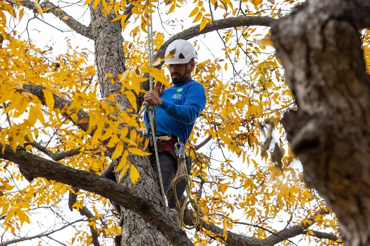 Skilled Tree Pruning crew working in Sunland Park