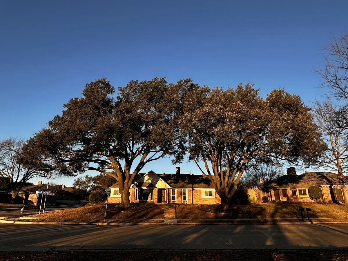 Established residential canopy tree shading a home in Sunland Park
